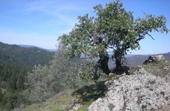 Robert Louis Stevenson State Park
